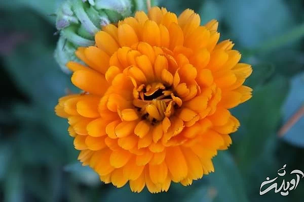 گل همیشه بهار